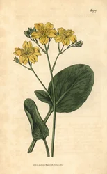 Villardie - Villarsia ovata（楕円葉のケープ・バックビーン、Menyanthes ovata）。John Sims