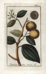 ボミカー（Strychnis nux-vomica）。オランダ、ヨハネス・ゾーン（1739-1799）作 "Afbeelding der Artseny-Gewassen "からのリトグラフ。