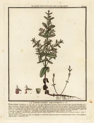 水ジャーマンダー、Teucrium scordium。