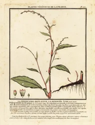 水コショウ、Persicaria Hydropiper。