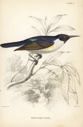 ニシムラサキツグミ、Anthreptes longuemarei（シロムラサキツグミ、Anthreptes leucosoma）。ウィリアム・ジャーディン卿の『Naturalist