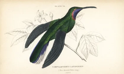 オジロケンバネハチドリ、Campylopterus ensipennis（アオノドケンバネハチドリ、Trochilus latipennis）。ウィリアム・リザーズによる手彩色鋼版画。サー・ウィリアム・ジャーディンの『ナチュラリスツ・ライブラリー：鳥類学：ハチドリ』より、エディンバラ、W.H.リザーズ