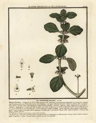 白いホアハウンド、Marrubium vulgare。