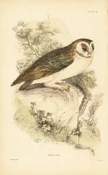 白いフクロウまたはメンフクロウ、ティト アルバ、岩の上に腰掛け。 1889年（彫刻）