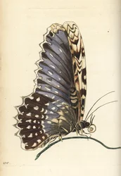 白い魔女蛾、Thysania agrippina（アグリッピナ蝶、Phalaena agrippina）。リチャード・ポリドール・ノダーがマリア・シビラ・メリアンに倣って描き、彫ったイラスト。ジョージ・ショウとフレデリック・ノダーの『The Naturalist』からの手彩色銅版画。