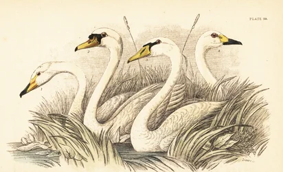 オオハクチョウ、コブハクチョウ、ビーウィックの白鳥。 1889年（彫刻）