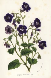 野生のカンタベリー・ベル、ファセリア・マイナー（Whitlavia grandiflora）。Louis van Houtte and Charles Lemaire