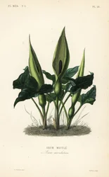 野生のアルム（Arum）、lords-and-ladies or jack in pulpit, Arum maculatum, Arum macule