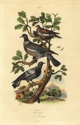 ウッドピジョン（Columba palumbus）、コモンピジョン（Columba livia）、キジバト（Streptopelia risoria）。