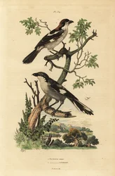ウッドチャットモズ（Lanius senator）、ミナミアカモズ（Lanius meridionalis）。