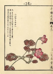 ヤマトウチワまたはイワカガミ。河野梅嶺による彩色木版画『千種の花』（京都・文久堂蔵）。