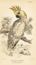 キバタン、Cacatua sulphurea。近絶滅種。1889年