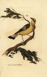 キビタキヒタキ、Ficedula zanthopygia。 1815年（彫刻）