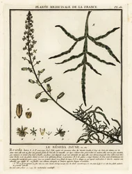 黄色のミニョネット、Reseda lutea。