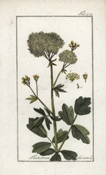黄色いピガモン（Thalictrum flavum）。オランダ、ヨハネス・ゾーン（1739-1799）作 "Afbeelding der Artseny-Gewassen "からのリトグラフ。