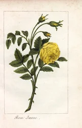 イエロー・ピンク、イエロー・ピンク、ロサ・ルテア。1815年頃、パリの "Hommage rendu a la Rose "に掲載されたプリュドム女史の挿絵の手彩色銅版画。バラの歴史と12点の植物細密画が掲載されたギフトブック。