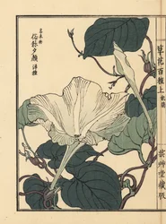 夕顔、ひょうたん、瓢箪の花。河野梅嶺の手彩色木版画『草花百種』より。