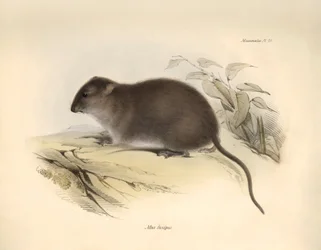 動物学：チャールズ・ダーウィンがビーグル号での探検旅行中に記載したオーストラリア沿岸の齧歯類 "Mus fuscipes"。The Zoology of the voyage of H.M.S. Beagle under the Command of Captain Fitzroy during the years 1832 to 1832（フィッツロイ船長率いるH.M.S.ビーグル号の1832年から1832年までの航海の動物学）」より。