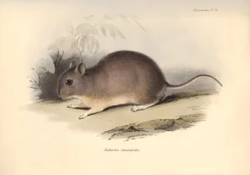 動物学：チャールズ・ダーウィンがビーグル号での探検旅行中に記載した "Reithrodon Cuniculoides "またはげっ歯類。The Zoology of the voyage of H.M.S. Beagle under the Command of Captain Fitzroy during the years 1832 to 1836 edited（フィッツロイ船長率いるビーグル号の1832年から1836年にわたる航海の動物学）」のプレート。