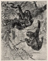 動物学：Carlo VogtとFederico Spechtにより "Illustree Natural History "に記載され、図解されている：哺乳類」1884年