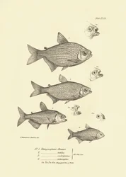 動物学：チャールズ・ダーウィンがビーグル号での航海中に記述した魚「Tetragonopterus Abramis, rutilus, scabripinnis, interruptus」の表現。The zoology of the voyage of H.M.S. Beagle under the command of Captaain Fitzroy dur（フィッツロイ船長率いるビーグル号航海の動物学）」のプレート。