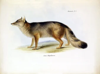 動物学：チャールズ・ダーウィンがビーグル号の旅で説明した南米のキツネ "Canis fulvipes "の表現。The zoology of the voyage of H.M.S. Beagle under the Command of Captaain Fitzroy during the years 1832-1836" より。