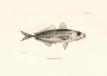 動物学：チャールズ・ダーウィンがビーグル号での航海中に記載した魚「Caranx declivis」の表現。The zoology of the voyage of H.M.S. Beagle under the Command of Captaain Fitzroy during the years 1832-1836" より。