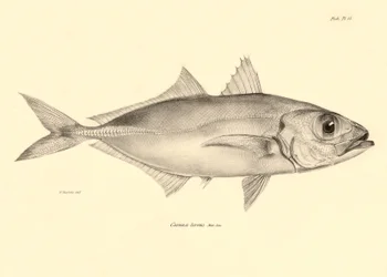 動物学：チャールズ・ダーウィンがビーグル号での航海中に記載した魚 "Caranx torvus "の表現。The zoology of the voyage of H.M.S. Beagle under the Command of Captaain Fitzroy during the years 1832-1836" より。