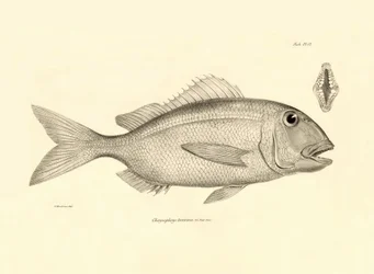 動物学：チャールズ・ダーウィンがビーグル号での航海中に記載した魚 "Chrysophrys taurina "の表現。The zoology of the voyage of H.M.S. Beagle under the Command of Captaain Fitzroy during the years 1832-1836" より。