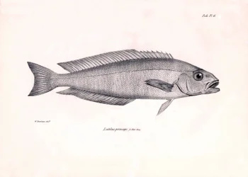 動物学：チャールズ・ダーウィンがビーグル号での航海中に記載した魚 "Latilus princeps "の表現。The zoology of the voyage of H.M.S. Beagle under the Command of Captaain Fitzroy during the years 1832-1836" より。
