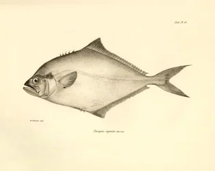 動物学：チャールズ・ダーウィンがビーグル号での航海中に記載した魚 "Paropsis signata "の表現。The zoology of the voyage of H.M.S. Beagle under the Command of Captaain Fitzroy during the years 1832-1836" より。