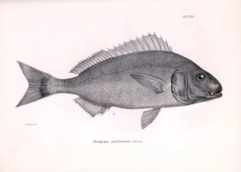 動物学：チャールズ・ダーウィンがビーグル号での航海中に記載した魚 "Pristipoma cantharinum "の表現。The zoology of the voyage of H.M.S. Beagle under the Command of Captaain Fitzroy during the years 1832-1836 "のプレート。