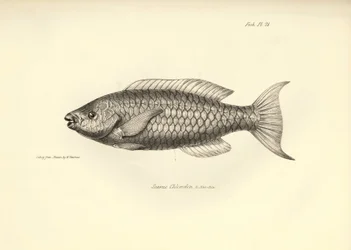 動物学：チャールズ・ダーウィンがビーグル号での航海中に記載した魚 "Scarus Chlorodon "の表現。The zoology of the voyage of H.M.S. Beagle under the Command of Captaain Fitzroy during the years 1832-1836" より。