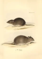 動物学：チャールズ・ダーウィンがビーグル号での探検旅行中に記載した "Mus Renggeri"（ネズミ）と "Mus obscurus"（ネズミ）。1832年から183年までのフィッツロイ船長率いるビーグル号の航海の動物学』より。