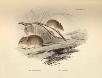 動物学：チャールズ・ダーウィンがビーグル号での探検旅行中に記載した "Mus longicaudatus"（ネズミ）と "Mus gracilipes"（ネズミ）。The Zoology of the voyage of the H.M.S. Beagle under the command of Captain Fitzroy during the years 1832 to the years"（1832年から1832年までのフィッツロイ船長率いるビーグル号航海の動物学）のプレート。