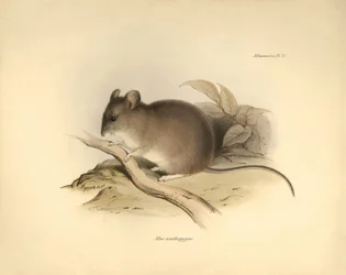 動物学：チャールズ・ダーウィンがビーグル号での探検旅行中に記載した "Mus xanthopygus "またはキサントピガス・マウス。The Zoology of the voyage of H.M.S. Beagle under the Command of Captain Fitzroy during the years 1832 to 1836 e.』より。