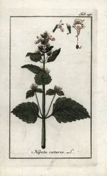 カタリーまたはカタリーまたはキャットミント（Nepeta cataria）。オランダ、ヨハネス・ゾーン（1739-1799）作 "Afbeelding der Artseny-Gewassen "のリトグラフ。