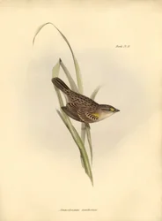 鳥類学アンモドラムス・クサントホルヌス