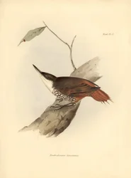 鳥類学チャールズ・ダーウィン(1809-1882)が観察・記述した南アメリカの鳥「Dendrodamus leucosternus」。The zoology of the voyage of H.M.S. Beagle. "のプレート。飛行。III, Birds described by John Gould, with notice of their habits by Charl.