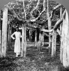 ガジュマルのルーツの中で、カルカッタ、インド、1900年代。