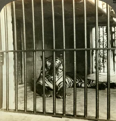 200人の死の原因とされた捕獲された人食いトラ、カルカッタ、インド、1903年頃