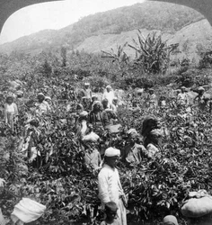 1903年、スリランカのダンブテンヌ、サートーマスリプトンズエステートでのコーヒー狩り。