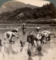 1904年に京都近郊で稲芽を移植する農場労働者