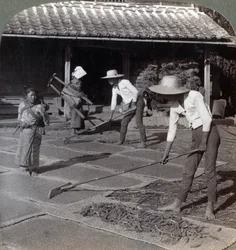 1904年横浜市の近くで、竹の熊手がマットの上にキビを広げて冬に乾かす農家