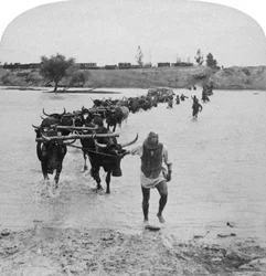 1901年2月15日、南アフリカのボーア戦争、モダー川を渡る。
