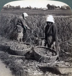 1904年、横浜の近くで雑穀を切る農民