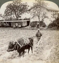1904年、京都近郊の宇治の幹線道路の北にある、田植え用の氾濫地を耕すこと。