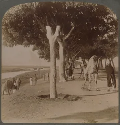 エジプトのピラミッドへの道、1896年。