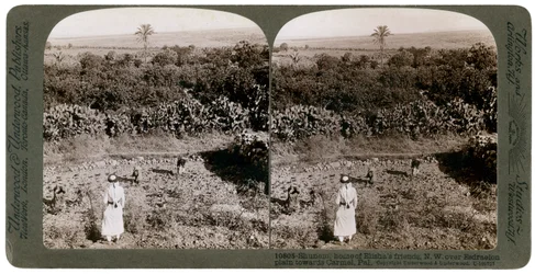 エスネレロン平原を横切り、1900年代にカーメルに向かうシュネムからの北西ビュー。