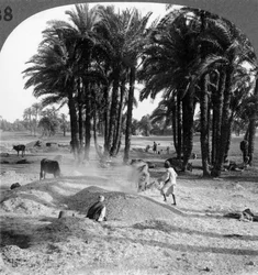 脱穀後の穀物の選別、エジプト、1905年。